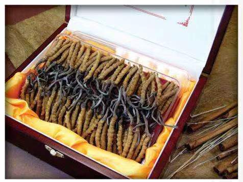 玉屏冬虫夏草回收